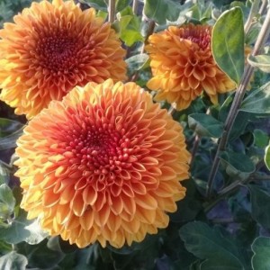 Хризантема Венди Бронз