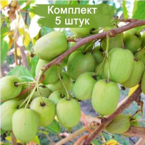 Комплект 5шт / Актинидия Римма (женская)