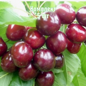 Комплект 5шт / Черешня Горянка
