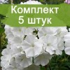 Саженцы флокса Вайт Спарр ( White Sparr ) -  5 шт.