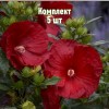Комплект 5шт / Гибискус Кренберри Краш: фото и описание
