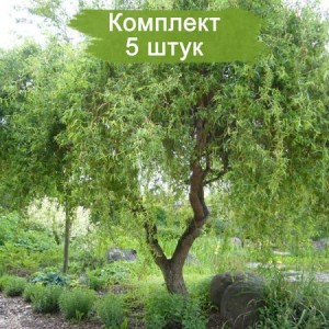 Комплект 5шт / Ива Матсуды или Salix matsudana