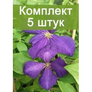 Комплект 5шт / Клематис Жакмана Суперба ( Jackmanii Superba)