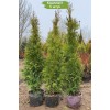 Туя Смарагд (Smaragd) 100-150 см -  5 шт.: фото и описание