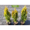 Туя Смарагд до 20 см -  5 шт.: фото и описание