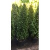 Туя Смарагд от 150 см -  5 шт.: фото и описание