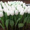 Комплект 5шт / Тюльпан Антарктика: фото и описание