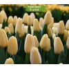 Луковицы тюльпана Крем Фрэш (Creme Fraiche) -  5 шт.: фото и описание