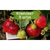 Саженцы земляники Садовая Максим - Гигантелла (Средняя) -  5 шт.: фото и описание