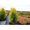 Туя Восточная 40-60 см: фото и описание