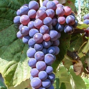 Виноград Башкирский