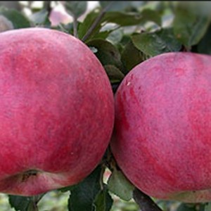 Яблоня Юнона